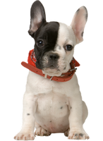 a french bulldog puppy